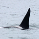 Terror incarnate: an orca’s dorsal fin.
